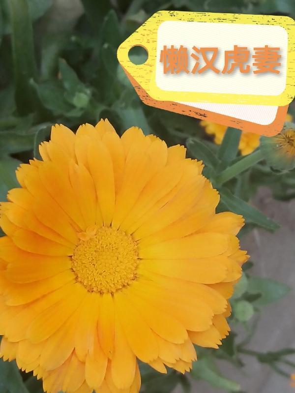 懒汉妻正确解释