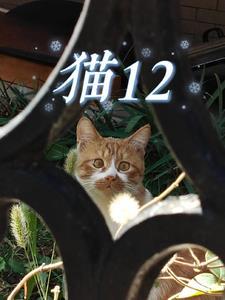 猫12点到凌晨一点叫怎么回事