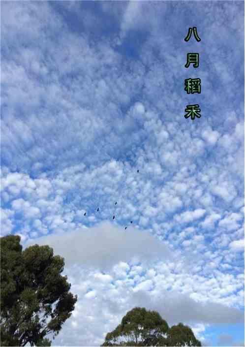 8月水稻图片