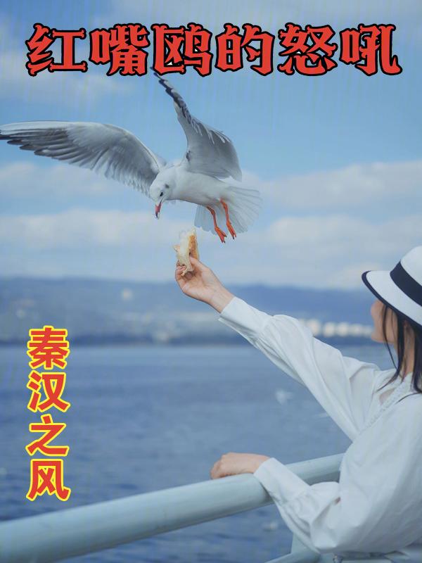 红嘴鸥寓意