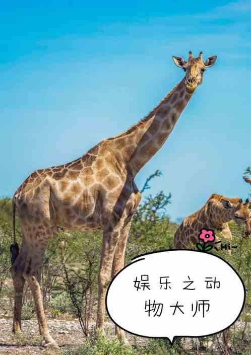 动物科普大师