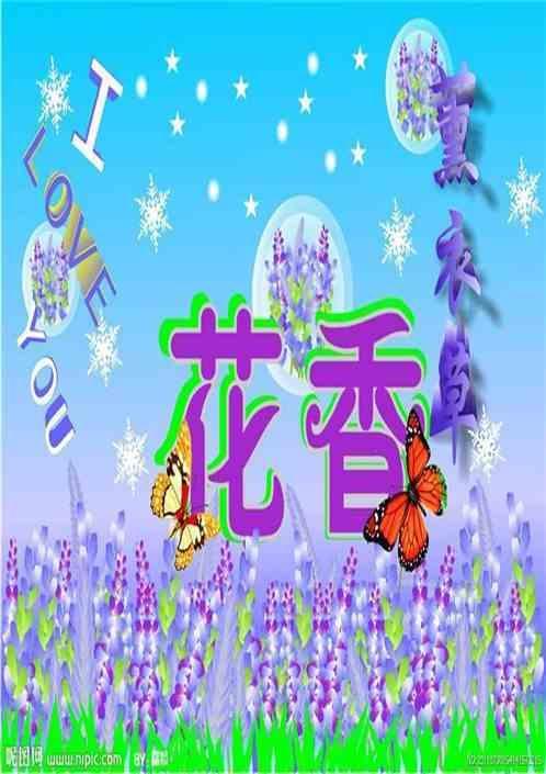 夏天的薰衣草