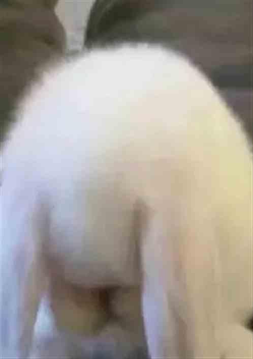 老曹是条狗
